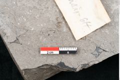 Foto (Detailansicht) von Fraxinus savinensis Ettingshausen (NHMW-GEO-2024-0188-8006)
